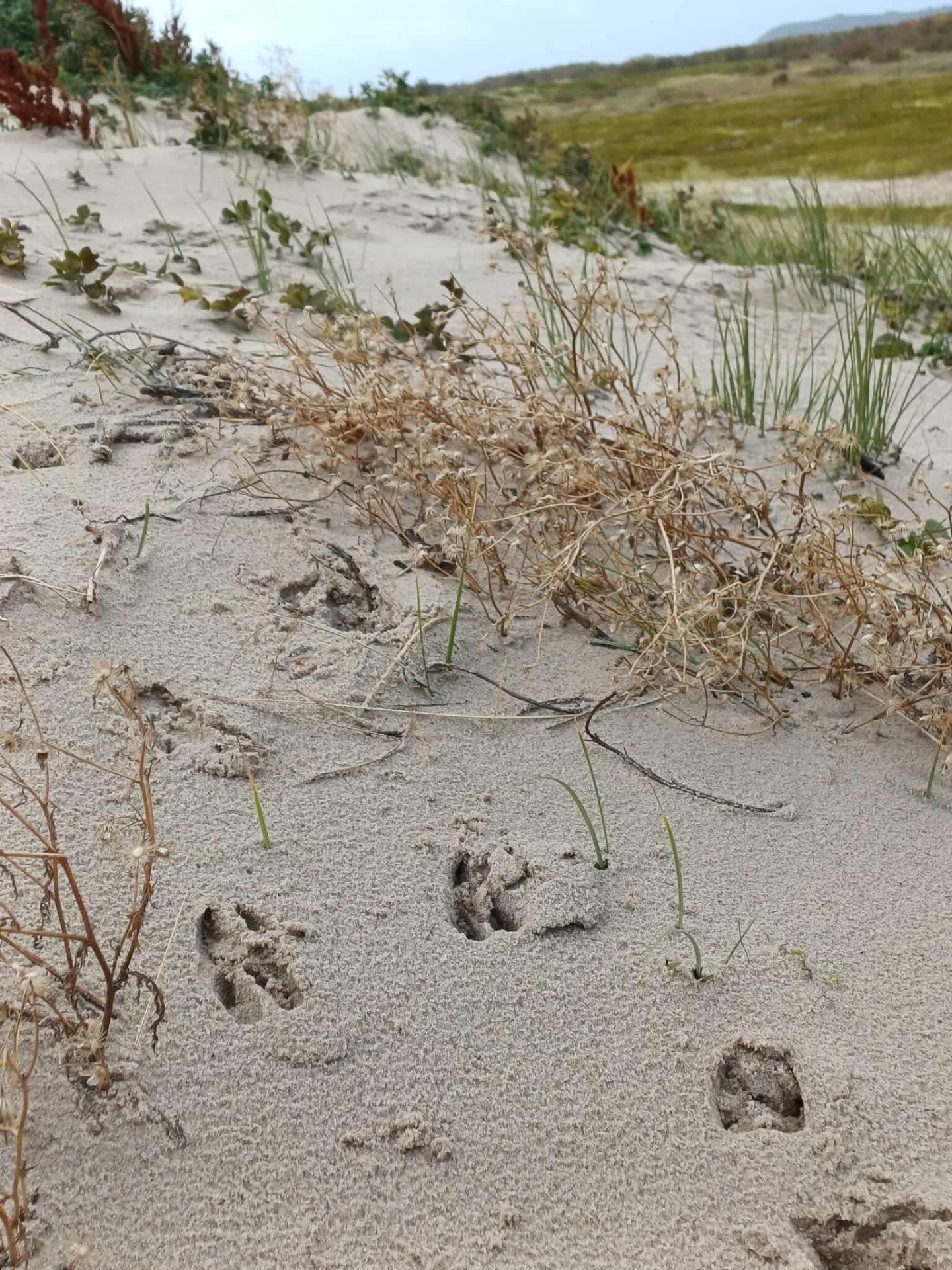 Spor efter rådyr i sandet
