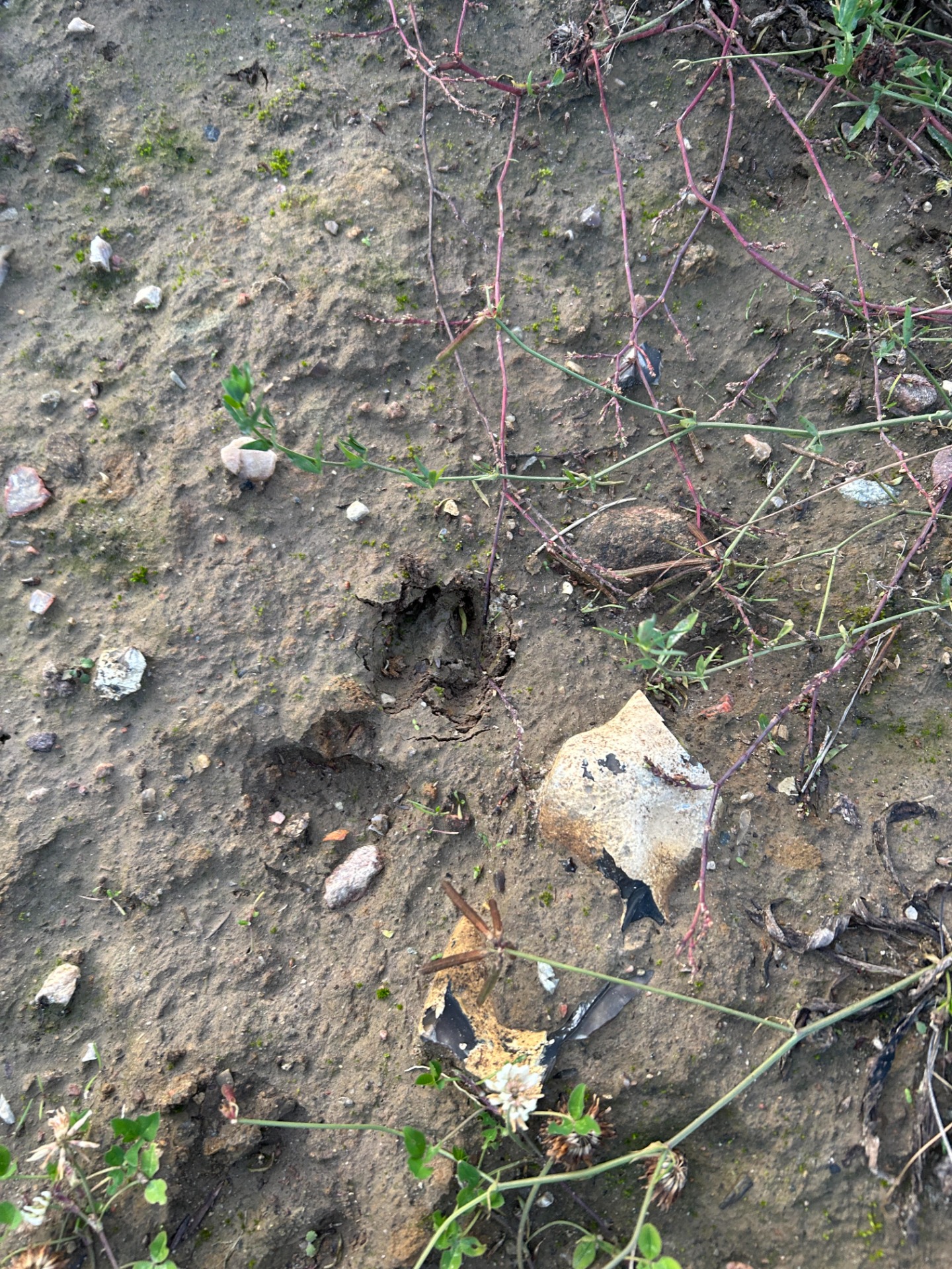 Fine spor, men ikke meget vildt